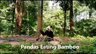 Panda Eating Bamboo