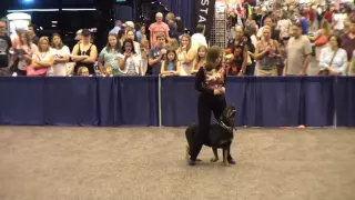 Texas Six Steppers - Houston World Series of Dog Shows 2016