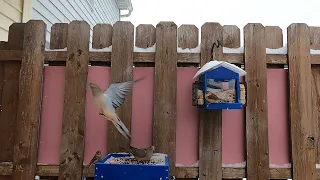 Doves, wren, titmice, chickadees and finches Bird Feeder 1 16 24