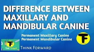 Difference Between Maxillary And Mandibular Canine | Morphological Difference Of Permanent Canine |