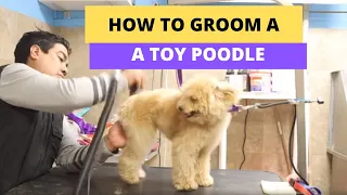 How to Groom a toy poodle, Dog Grooming in Queens NY