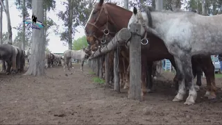 Bien Argentino - Jinetada de Las Varillas