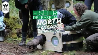 North Cascades Fisher Release with WNPF Board Member Mitch Pittman