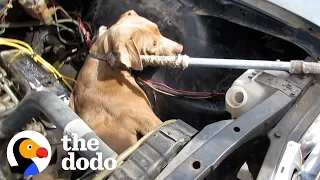 Pittie Gets Stuck In A Car Engine | The Dodo