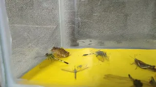 Frog eats Dragonfly.