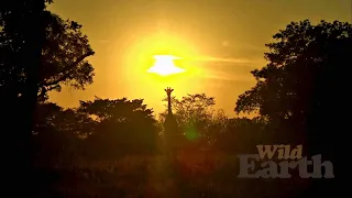 WildEarth - Sunrise Safari - 2 May 2020