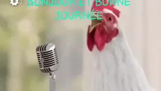 Regarder:les coq chantent serigne touba.