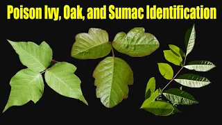 Poison Ivy Survival Guide – Part 3 - How to Identify Poison Ivy, Poison Oak, & Poison Sumac