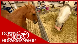 Clinton Anderson: Correcting Horses' Behavioral Problems in the Stall - Downunder Horsemanship
