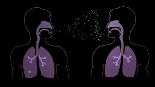 How Tuberculosis Begins