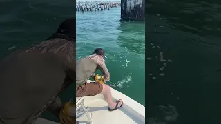 Kevlar leash breaks! Rod goes over while goliath grouper fishing!