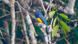 Birding in Brazil: Southern Amazonia 2018 - Part One Thaimacu Lodge