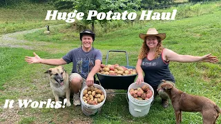 Growing Potatoes in Straw. Did It Work This Year?