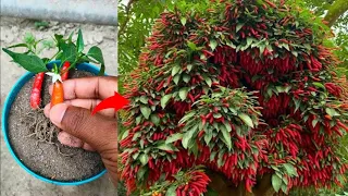 Simple method propagate chilli tree with Alovera || How to grow chili tree at home