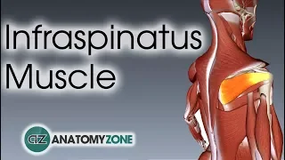 Infraspinatus | Muscle Anatomy