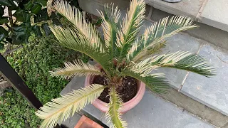 Sago Palm With Cold Damage