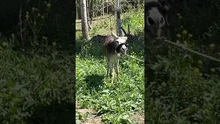 What does a donkey sound like