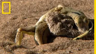 Impressionnante attaque d'une vipère des sables