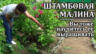 Штамбовая малина  Вы тоже научитесь ее выращивать  Мой опыт