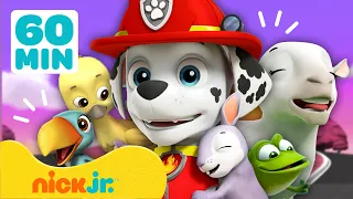 Psi Patrol | NAJLEPSZE Akcje Ratunkowe Marshalla! 🦁 | 60 Minutowa Kompilacja | Nick Jr. Polska