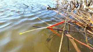 Spring... A large crucian... A FLOAT!!! Fishing and spring fishing on the river