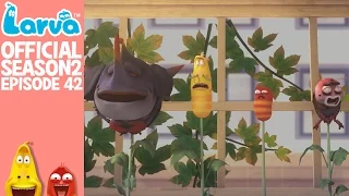 [Official] Beanstalks - Larva Season 2 Episode 42
