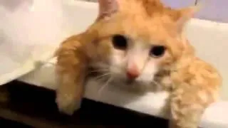 Кот растолстел в ванной и не может вылезти