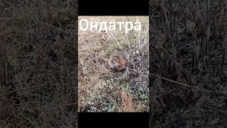 ондатра пришла из за паводка в село #shortvideo #весна #вода #река