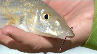 IFISHTV - Sand Whiting from the Beach and the Boat
