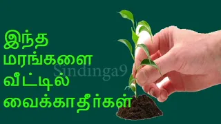 இந்த மரங்களை வீட்டில் வைக்காதீர்கள் Do not place these trees at home