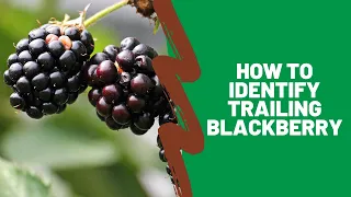 How to Identify Trailing Blackberry