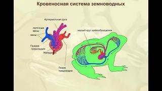 Кровеносная система земноводных  Биология