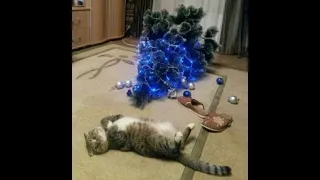 😺 Cats against the Christmas tree! 🐶 Funny video with dogs, cats and kittens! 🐱
