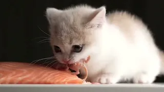 Kitten eats salmon with doom music