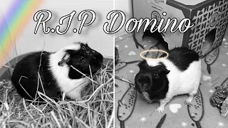 R.I.P Domino 🕊️🤍