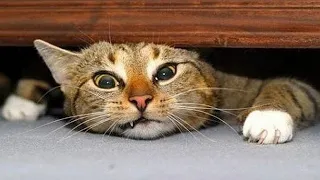 CATS Are Weird  Here Is a Proof - Funny Cat Videos