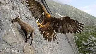 Eagles hunting Mountain goat !!! Let's watch the Eagles use their skills to catch the Mountain goat