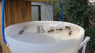 How to make easy reusable yellow jacket traps for your bee yards. Includes Bait Recipe!