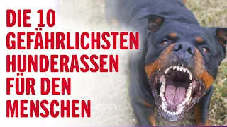 DIE 10 GEFÄHRLICHSTEN HUNDERASSEN FÜR DEN MENSCHEN | Tierwelt