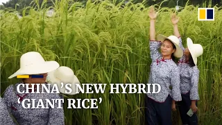 2-metre ‘giant rice’ twice as tall as other varieties nearly ready for first harvest in China