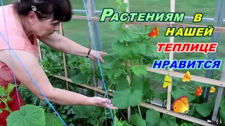 Растениям в нашей теплице нравится.