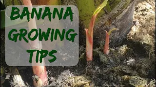 Banana growing tips