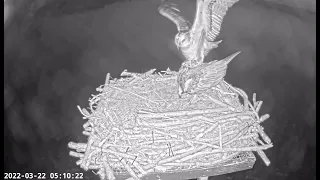 Love at dawn! Rutland Ospreys Maya & Blue 33 enjoy an early morning tryst 22Mar 2022