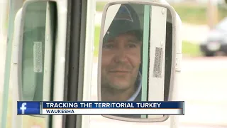 Mailman chased by turkey daily in Waukesha neighborhood