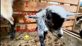 Baby goat jumps head first in 5 gal bucket of water | New fence for an old pasture from subscribers!