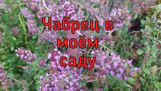 Чабрец в моём саду.Деление, пересадка,уход.Чай из чабреца.