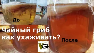 Как ухаживать за чайным грибом