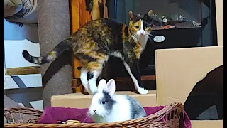 Playing hide and seek with a bunny 🫣 Funny calico cat