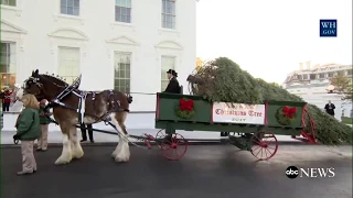 First Lady Melania Trump receives White House's 2017 Christmas tree