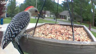 ASSHOLE WOODPECKERS